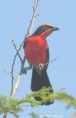 /album/photogallery/yellow-crowned-gonolek-2-tanji-gambia-jpg/